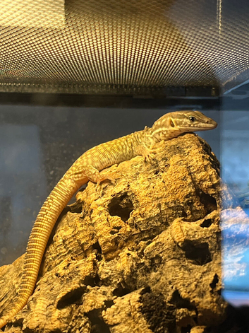 2 x 4 week old Ackie Monitor for Sale