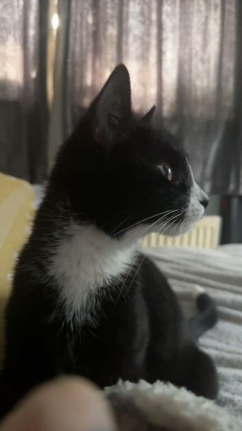 Female cat