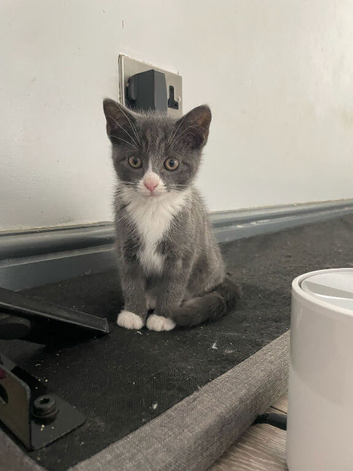 Russian blue cross