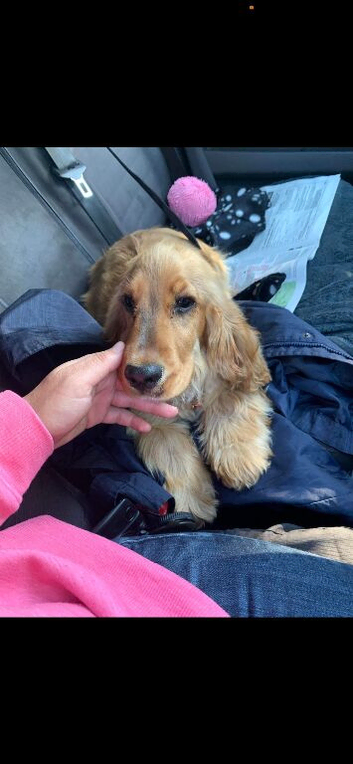 Show type cocker spaniel KC REGISTERED