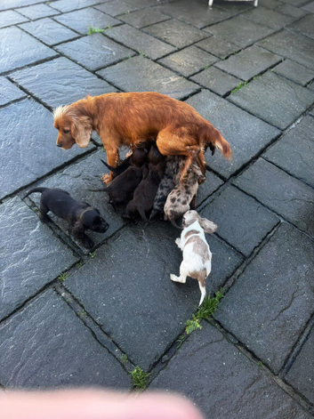 Cocker spaniel puppies