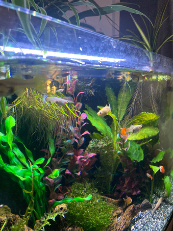Guppies