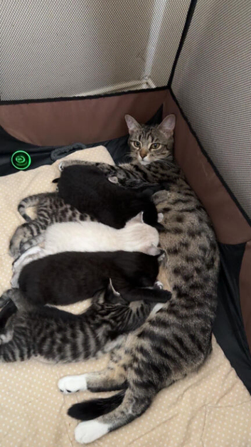 Cute Bengal Kitties