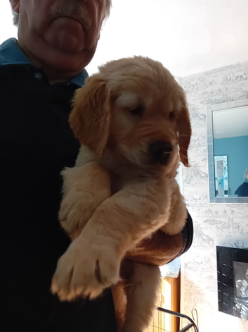 11 weeks old golden Retriever