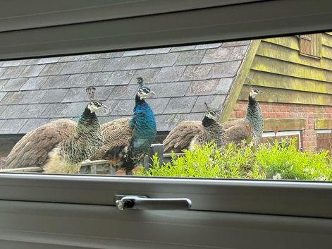 Trio of peafowl