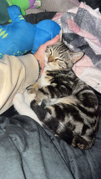 Cute tabby kitten