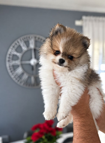 READY NOW PARTI Pomeranians
