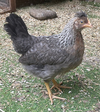 Cream Legbar Hens