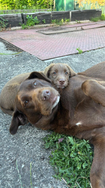 Adorable labradoodle puppies READY NOW