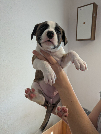 American bulldog x Belgian Malinois pups