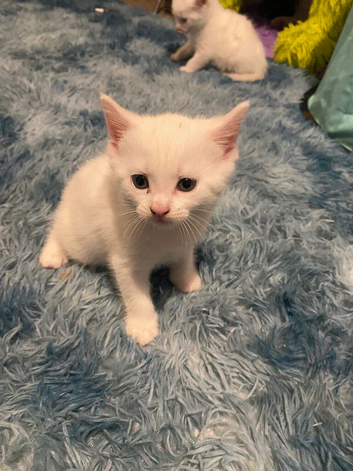 white male kitten with bobtail
