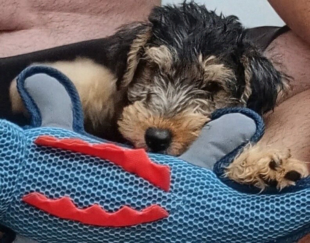 SHOW KC Lakeland Male Terrier