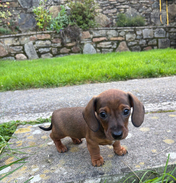 Dachshund puppy - shaded red boy