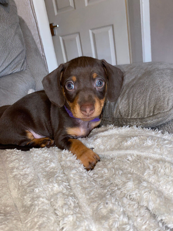 2 small mini dachshund girls