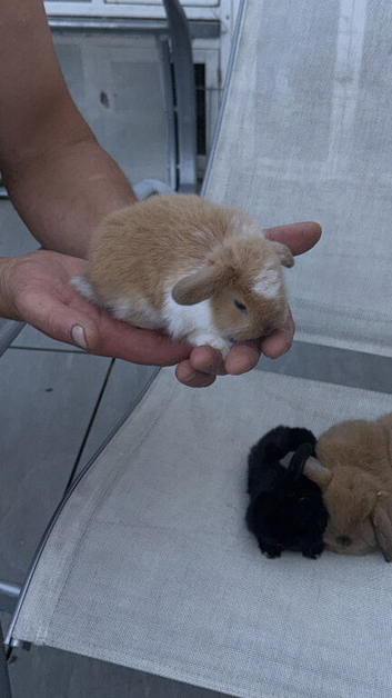 Beautiful baby mini lops only 3 left