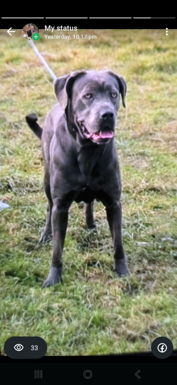 Cane Corso puppies