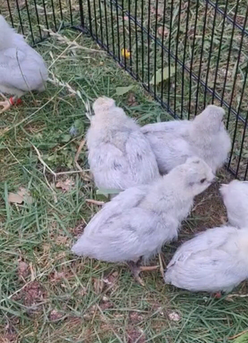 7 unsexed Lavender Aracana chicks
