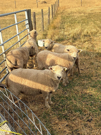 Five Southdown Yearling Ewes ideal starter flock