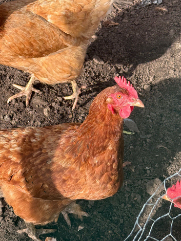 Egg laying chickens for sale in Partington