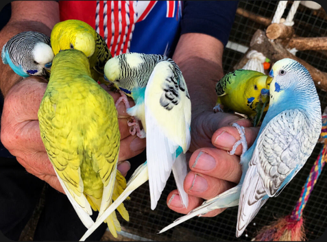 Beautiful Tame Budgies For Sale