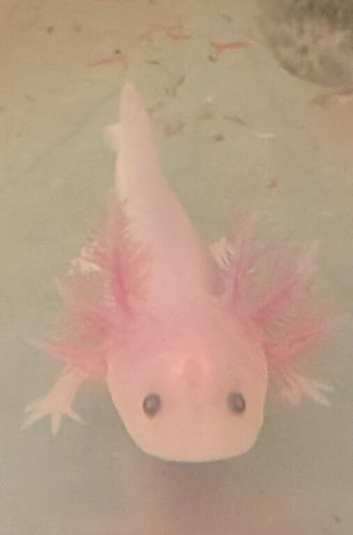 Baby axolotl