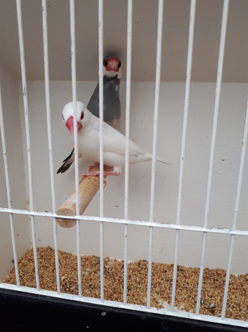 Java sparrows