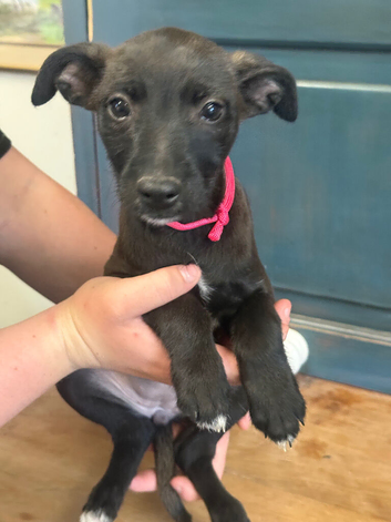 Whippet x parson terrier