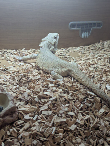 Zero bearded dragon for sale in southeast London SE7