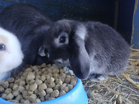 Mini lop female