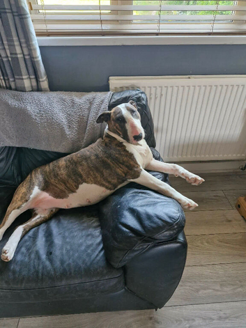 willow 4yr old bull terrier