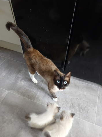 Ragdoll kittens ready to leave 5th june