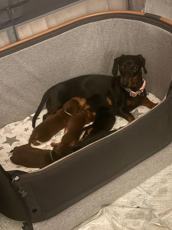 Beautiful brown n black miniature dachshund girls