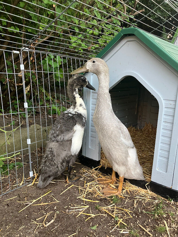 2x 5 week old Indian runner ducks