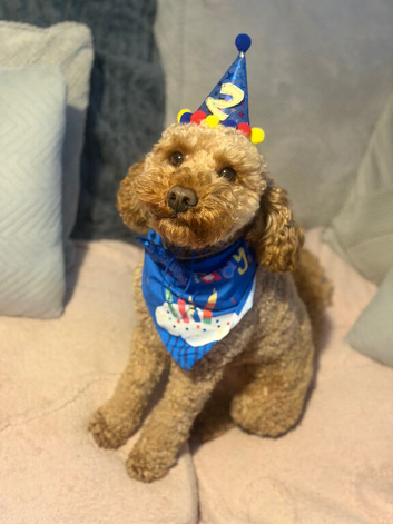 Cockapoo stud