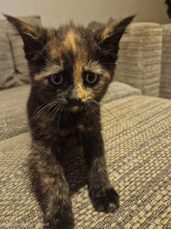 3 month old female kitten