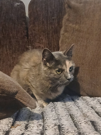 Lovely cat
