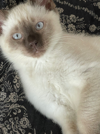 BSH, Bengal, Ragdoll mix baby boy