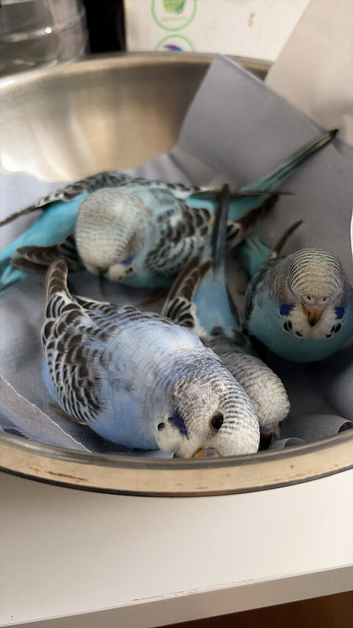 Cutest budgies