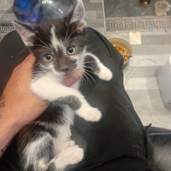9 week old kittens