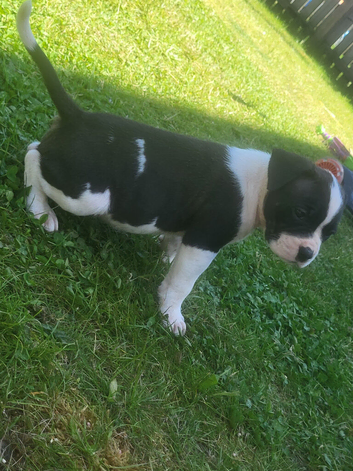 American Bulldog x Cane Corso