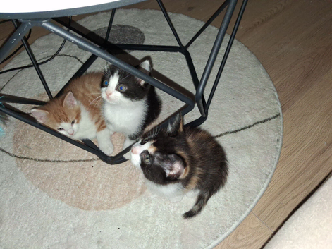 2 kittens