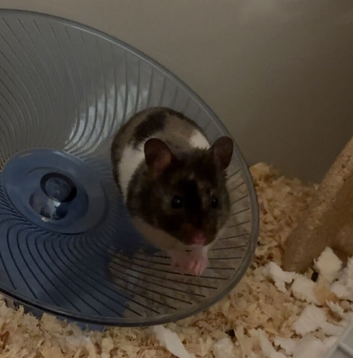 Syrian hamster and cage / food/bedding