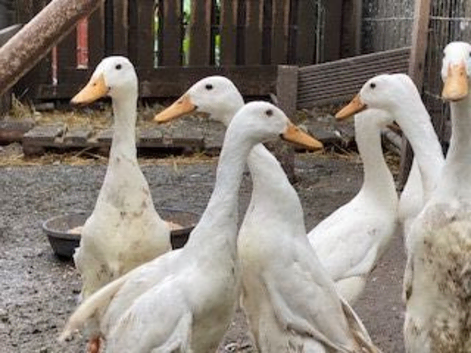 Runner ducks for sale.....................pure white...