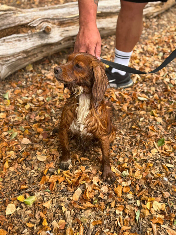 Cocker spaniel
