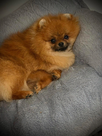 ** Sweet Pomeranian Male available - NO MORE TIME WASTERS **