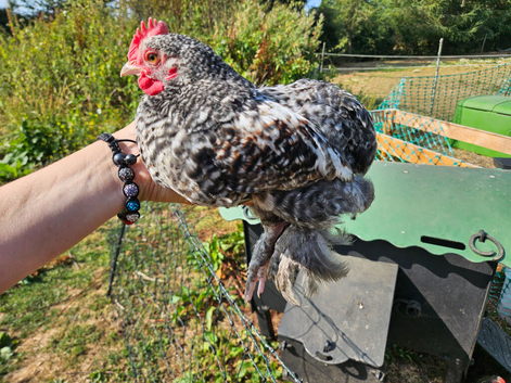 Bantam x serama chicks and pekin fleur