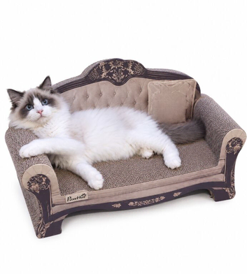Beautiful ragdoll male for rehoming