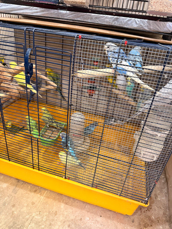 Budgies