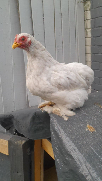 1 white mottled pekin chicken