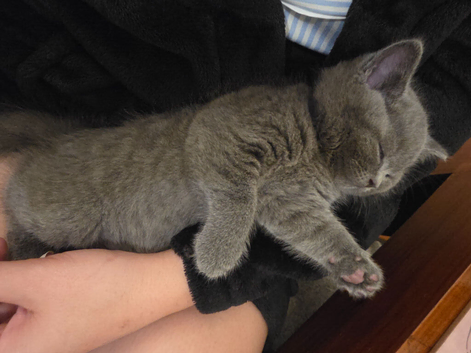 Beautiful British Shorthair kittens